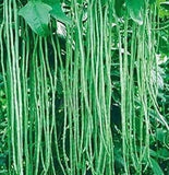 50 Asian Long Bean Seeds - Very Productive Heirloom - Non-GMO - Always Fresh Seeds! - Planting Seeds for Home Vegetable Garden