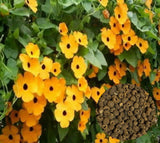 1oz Black Eyed Susan Vine Seeds Thunbergia Alata Flower (Approx 1000 Seeds)