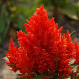 2500 Celosia Flower Seeds plumosa ‘Scarlet Plume’