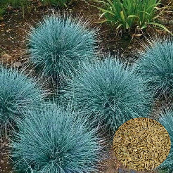 2000 BLUE FESCUE Fesnea Glauca Ornamental Grass Seeds Festuca ovina glauca
