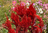 2500 Celosia Flower Seeds plumosa ‘Scarlet Plume’