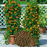 100 Black Eyed Susan Vine Thunbergia Alata Flower Seeds
