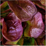 500 Rouge de Hiver Romaine Lettuce Seeds
