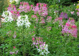 500 Spider Plant Flower Seeds Cleome hassleriana