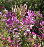 500 Spider Plant Flower Seeds Cleome hassleriana