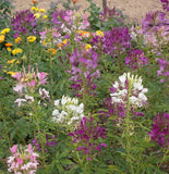 500 Spider Plant Flower Seeds Cleome hassleriana