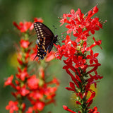 500 Gilia Red Standing Cypress Flower Seeds Ipomopsis rubra