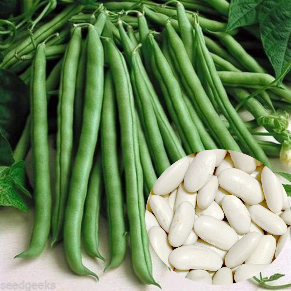 soaking pole bean seeds before planting 70 Blue Lake Pole Bean Seeds Stringless Heirloom – The Gardening World