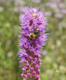 50 Thickspike Gayfeather Flower Seeds, Prairie Blazingstar, Liatris pycnostachya