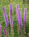 50 Thickspike Gayfeather Flower Seeds, Prairie Blazingstar, Liatris pycnostachya