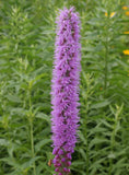 50 Thickspike Gayfeather Flower Seeds, Prairie Blazingstar, Liatris pycnostachya