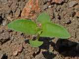 500 Lemon Basil Seeds Heirloom Garden Planting Herb