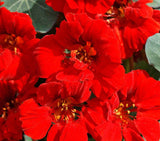 35 Nasturtium Flower Seeds ‘Empress of India’ Tropaeolum nanum, Premium Non-GMO, US Grown Seed, Always Fresh! (Copy) (Copy)