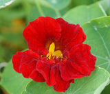 35 Nasturtium Flower Seeds ‘Empress of India’ Tropaeolum nanum, Premium Non-GMO, US Grown Seed, Always Fresh! (Copy) (Copy)