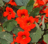 35 Nasturtium Flower Seeds ‘Empress of India’ Tropaeolum nanum, Premium Non-GMO, US Grown Seed, Always Fresh! (Copy) (Copy)