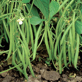 65 Organic Blue Lake Bush Beans 274 Heirloom Seeds Stringless Heirloom