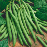 65 Organic Blue Lake Bush Beans 274 Heirloom Seeds Stringless Heirloom