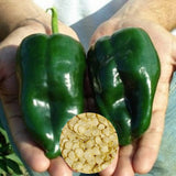 50 Poblano Ancho Pepper Seeds