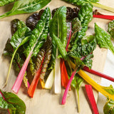 250 Rainbow Swiss Chard Seeds Heirloom - NON-GMO