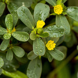 4000 Green Purslane Seeds Herb verdolaga Portulaca Oleracea