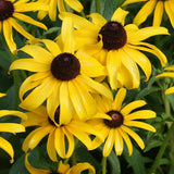 Black Eyed Susan Flower Seeds Rudbeckia Hirta Perennial 100,000 Seeds - 1 ounce