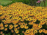 Black Eyed Susan Flower Seeds Rudbeckia Hirta Perennial 100,000 Seeds - 1 ounce