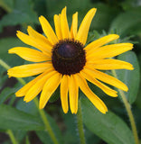 Black Eyed Susan Flower Seeds Rudbeckia Hirta Perennial 100,000 Seeds - 1 ounce