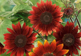 75 Sunflower Seeds ‘Rouge Royale’ Flower Helianthus annuus Red/Brown