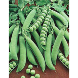 75 Sugar Snap Pea Seeds - Sugar Daddy