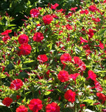 50 Red Four O’Clock Flower Seeds Mirabilis jalapa