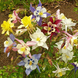 500 McKana Giants Mix Columbine Aquilegia caerulea Flower Seeds Mixed