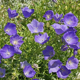 5000 Tussock Bellflower Flower Seeds Campanula carpatica Perennial