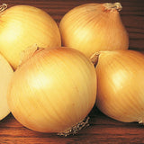 500 Yellow Sweet Spanish Onion Seeds
