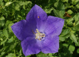 5000 Tussock Bellflower Flower Seeds Campanula carpatica Perennial