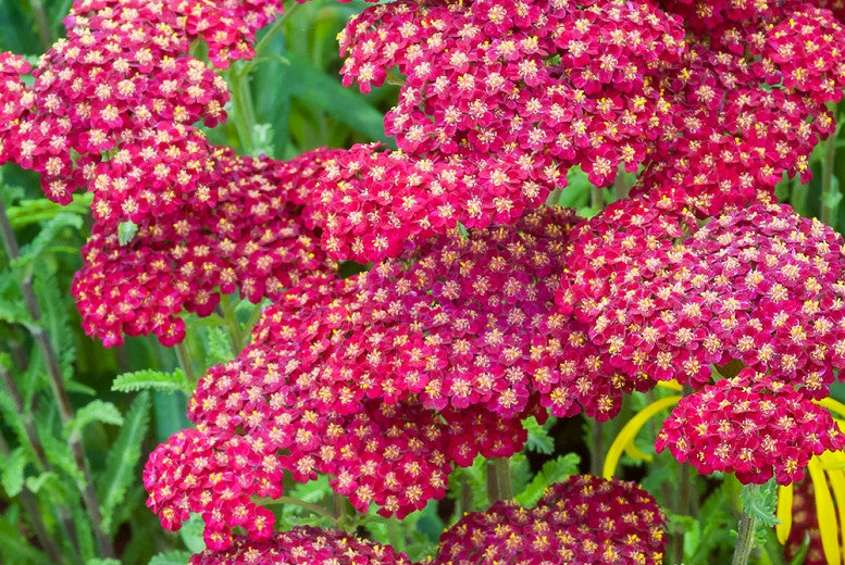 1000 Red Yarrow Achillea millefolium rubra Flower Herb Seeds – The  Gardening World