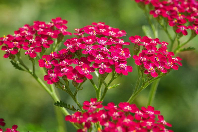 1000 Red Yarrow Achillea millefolium rubra Flower Herb Seeds – The