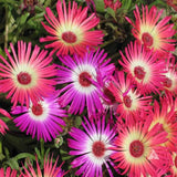 5000 Iceplant Flower Seeds Annual Mixed Ice Plant