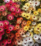 5000 Iceplant Flower Seeds Annual Mixed Ice Plant