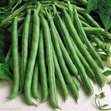70 Blue Lake Pole Bean Seeds Stringless Heirloom