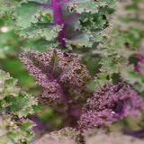 500 Heirloom Red Russian Kale Seeds Brassica Oleracea