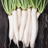 500 Daikon Radish Seeds Heirloom