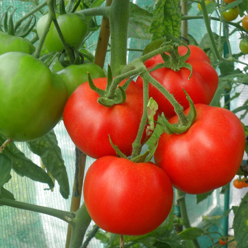 250 Moneymaker Heirloom Tomato Seeds  The Gardening World