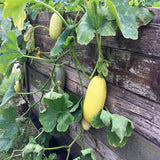 75 Spaghetti Winter Squash Heirloom Vegetable Seeds