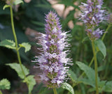 500 Nettleleaf Horsemint Flower Seeds Agastache urticifolia