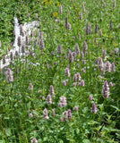500 Nettleleaf Horsemint Flower Seeds Agastache urticifolia