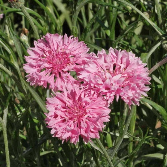 Large Hot Pink Flower Button — CaljavaOnline