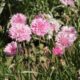 500 Tall Pink Bachelor Button Cornflower Flower Seeds