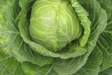 500 Copenhagen Market Early Cabbage Seeds
