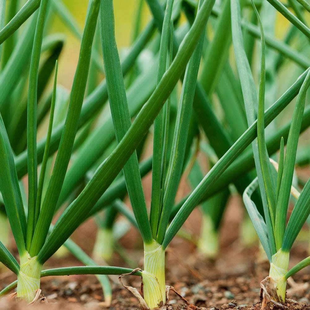 plant green onion seeds 500 Heirloom Evergreen White Bunching Onion Seeds – The Gardening World