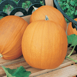 75 Pumpkin Seeds - Jack O Lantern